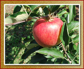 りんご園の写真